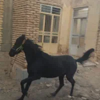 نریون دره شوری