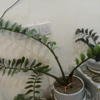 گل زامفولیا و کاکتوس|گل و گیاه طبیعی|تایباد, |دیوار