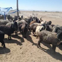 میش بره دار وابستن|حیوانات مزرعه|زرین دشت (فارس), |دیوار