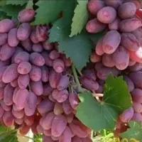 فروش نهال های پاکوتاه اصلاح شده|خدمات باغبانی و درختکاری|ملکان, |دیوار