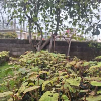 فروش نهال کیوی هایوارد طلایی