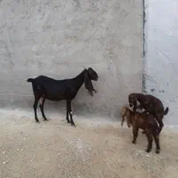 بز پاکستانی خورمای کهردار یک بز آبستن|حیوانات مزرعه|بندر دیر, |دیوار