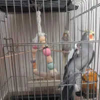 یک جفت عروس هلندی|پرنده|فردیس, فردیس|دیوار