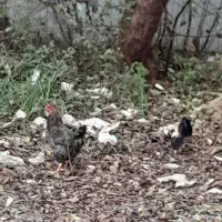 معاوضه یک عدد خروس