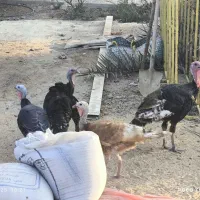 بوقلمون ،مرغ شاخدار|حیوانات مزرعه|برازجان, |دیوار