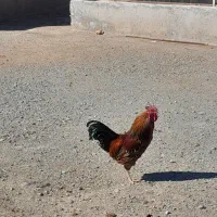 خروس