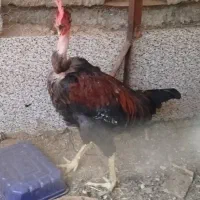خروس گردن گلابی