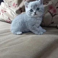 بچه گربه های اسکاتیش و بریتیش|گربه|اهواز, کیانپارس |دیوار
