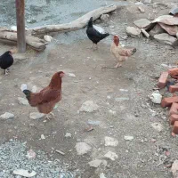 مرغ محلی|حیوانات مزرعه|مریوان, |دیوار