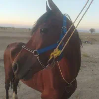 نریون سواری دار
