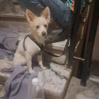 توله سگ ۹ ماهه حرف گوش کن