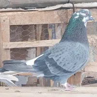 کفتر‌پرش|پرنده|گلستان (تهران), |دیوار