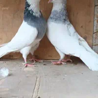 طوقی مهر زینتی