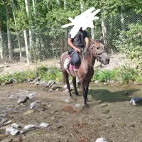 اسب نریان تمام یورقه