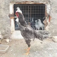 خروس