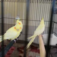 عروس هلندی چهار ماهه فول دستی