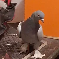 سبز هل پاپر درجه یک