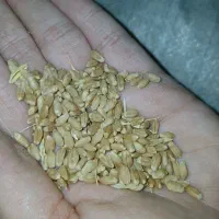 گندم