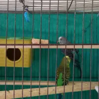 عروس هلندی و مرغ عشق