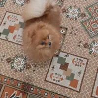 پامر خرسی عروسکی|سگ|حاجی آباد, |دیوار