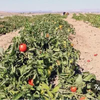 زمین کشاورزی در عباس آباد آبگرم ۴۰۰۰ متر