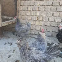 طوسی گلین|حیوانات مزرعه|مبارکه, |دیوار