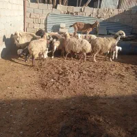 ۹راس میش بره دار