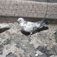 ییه جفت کفتر خوب