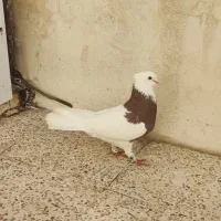 طوقی سرخ جیگری خال سیاه و طوقی دوست پیازی خال دار|پرنده|جم, |دیوار