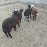 بره نرو ماده