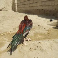 جوجه خروس اصیل|حیوانات مزرعه|سیب و سوران, |دیوار