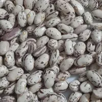 لوبیاچیتی|خوردنی و آشامیدنی|تبریز, |دیوار