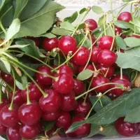 فروش نهال آلبالو  زردآلو ، بادام ، تخفیف ویژه