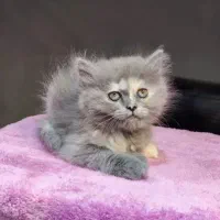 گربه بریتیش اسکاتیش|گربه|کرج, جهانشهر|دیوار