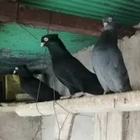 سبز و زاغ آبادانی