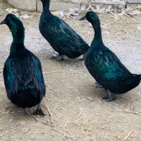 جوجه اردک کایوگا بیگ سایز|حیوانات مزرعه|قائم‌شهر, |دیوار