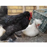 مرغ و خروس سلطان وزینتی|حیوانات مزرعه|قم, دورشهر|دیوار