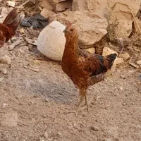 سه عدد خروس محلی۳۷۰|حیوانات مزرعه|لاران, |دیوار