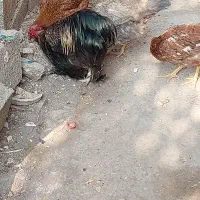 خروس زیبا|حیوانات مزرعه|رشت, تازه آباد|دیوار