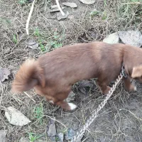 سگ پاکوتاه گیرنده و حرف گوش کن نژاد چی واوا|سگ|تنکابن, |دیوار