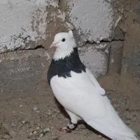 کفتر طوقی ماده