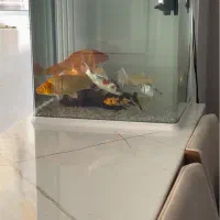 اکواریم شرکتی شیشه خم ۵۰ در۵۰