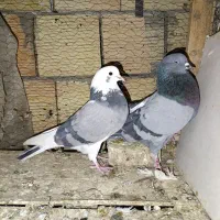 چهار جفت نروماده ناب