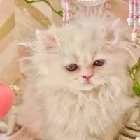 گربه|گربه|شیراز, شهرک گلدشت حافظ‎|دیوار