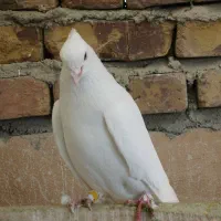 کفتر بی نظیر|پرنده|وحیدیه, |دیوار