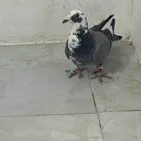 دم سفید و قره سبز آلمانی|پرنده|تربتحیدریه, کلاته توکلی|دیوار