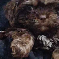 سگ پودل کراس قیمت پایین