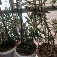گل‌اشک|گل و گیاه طبیعی|تهران, نظام‌آباد|دیوار