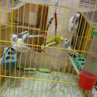 مرغ عشق|پرنده|شیراز, کلاهدوز|دیوار