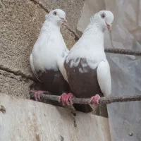 جفت دم قهوه ای|پرنده|فیروزآباد (فارس), |دیوار